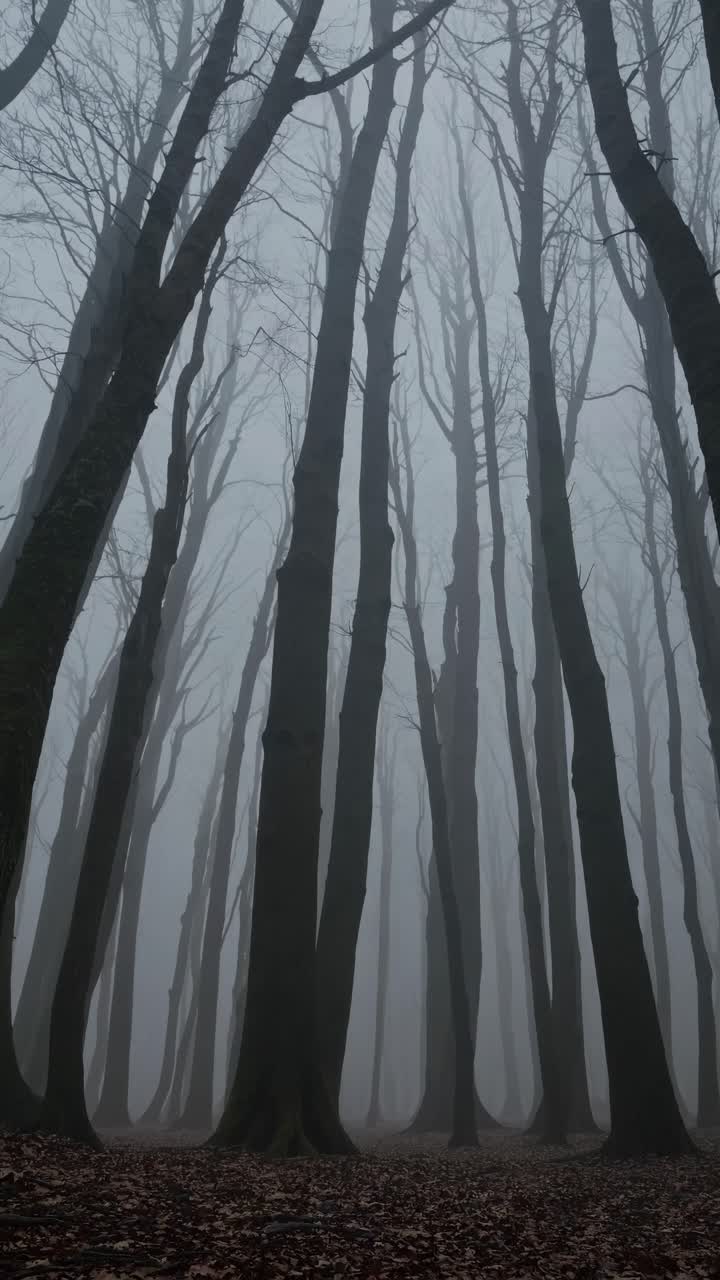 Eerie forest scene with towering trees in fog, captured from a low-angle