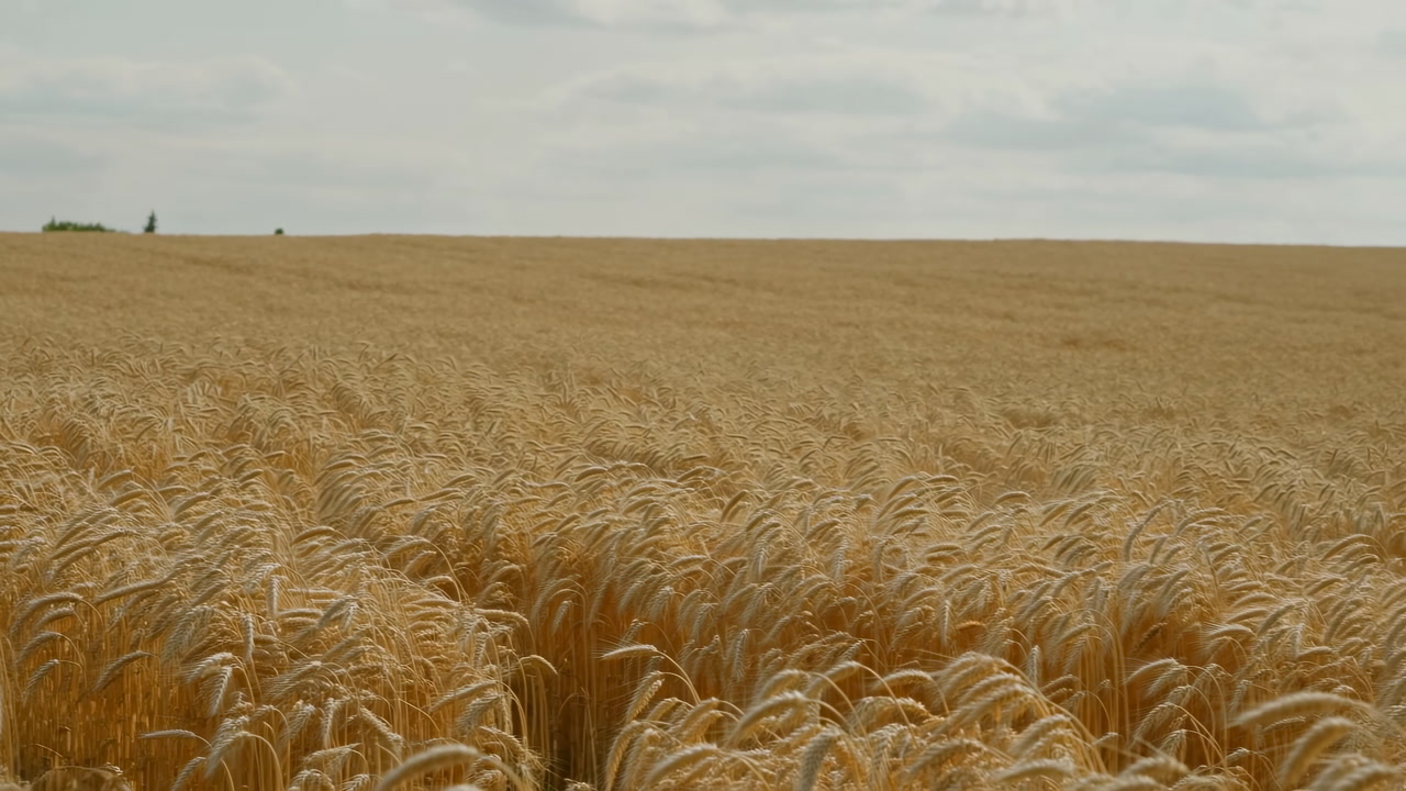 Golden Wheat Field Swaying In Breeze, Foreground Closeup Of Ripening Stalks, Distant Combine Silhouette
