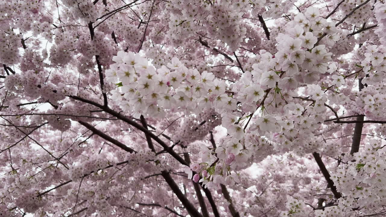 A tree full of cherry blossoms