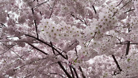 un árbol lleno de flores de cerezo