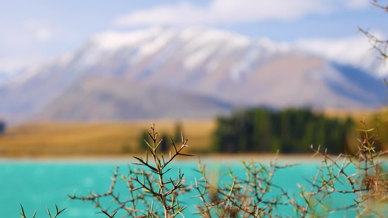 Thorny branches sway in the foreground as wind blows, with turquoise Lake Tekapo and snow-capped mountains softly blurred in the background