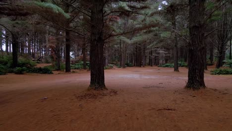 Rückwärtsbewegungs-Drohnenaufnahme-Eines-Unheimlichen-Waldes-Im-Dunklen-Schatten-Der-Baumkronen-In-Der-Nähe-Von-Strahan,-Tasmanien,-Australien