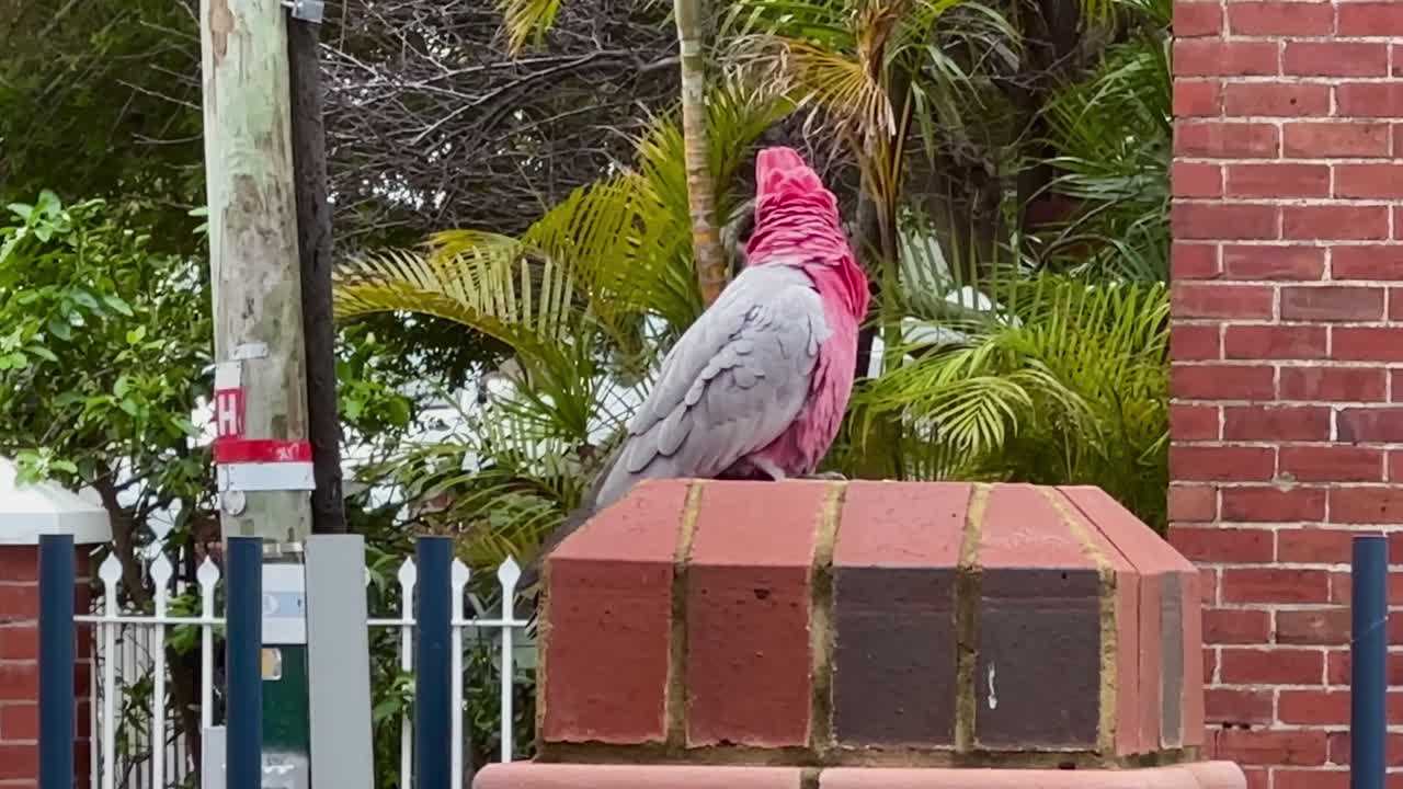 Pink and grey Galah Cockatoo Parrot Bird walking forward on a red brick pier, Perth, Western Australia