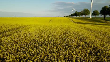 yellow field of flowering rape and windmill turbines rotating against a blue sky with clouds - aerial drone view