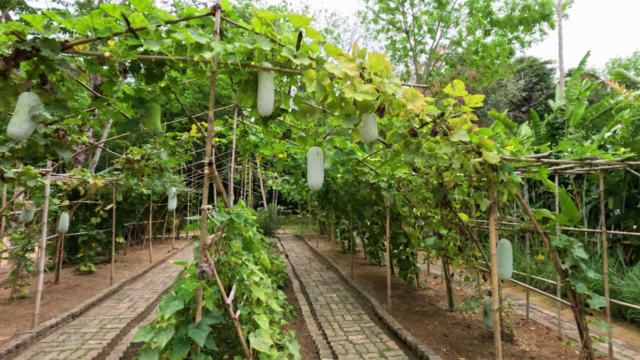 Camera moves forward under green winter melon vines in tropical garden, natural daylight, steady shot