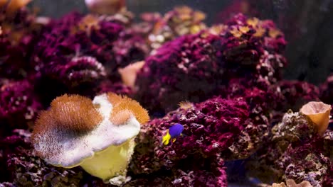peces vibrantes nadando entre los arrecifes de coral