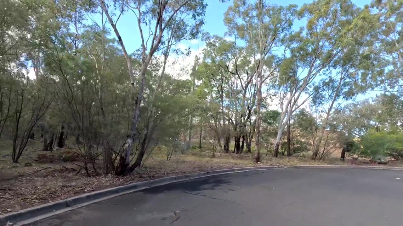 Strada asfaltata che si snoda attraverso una foresta australiana di eucalipti
