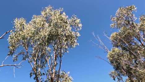 eucalyptus tree swaying in the wind