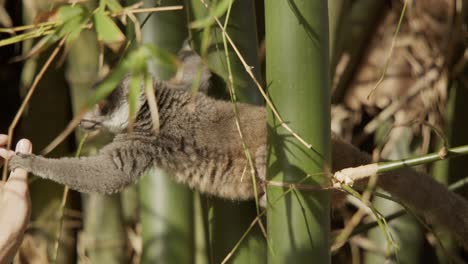 Maki-Lemur-eating-piece-of-banana-from-tip-of-hand-of-person,-wildlife-monkeys