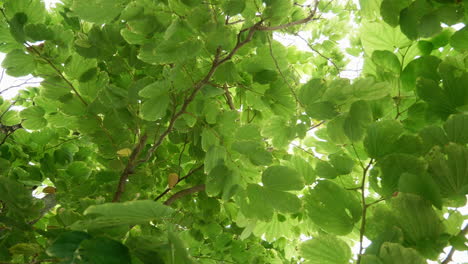 panning in a circular motion to see different kinds of leaves on the trees in a neighborhood park in bangkok, thailand