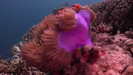 clown fish swimming in open purple sea anemone in strong current