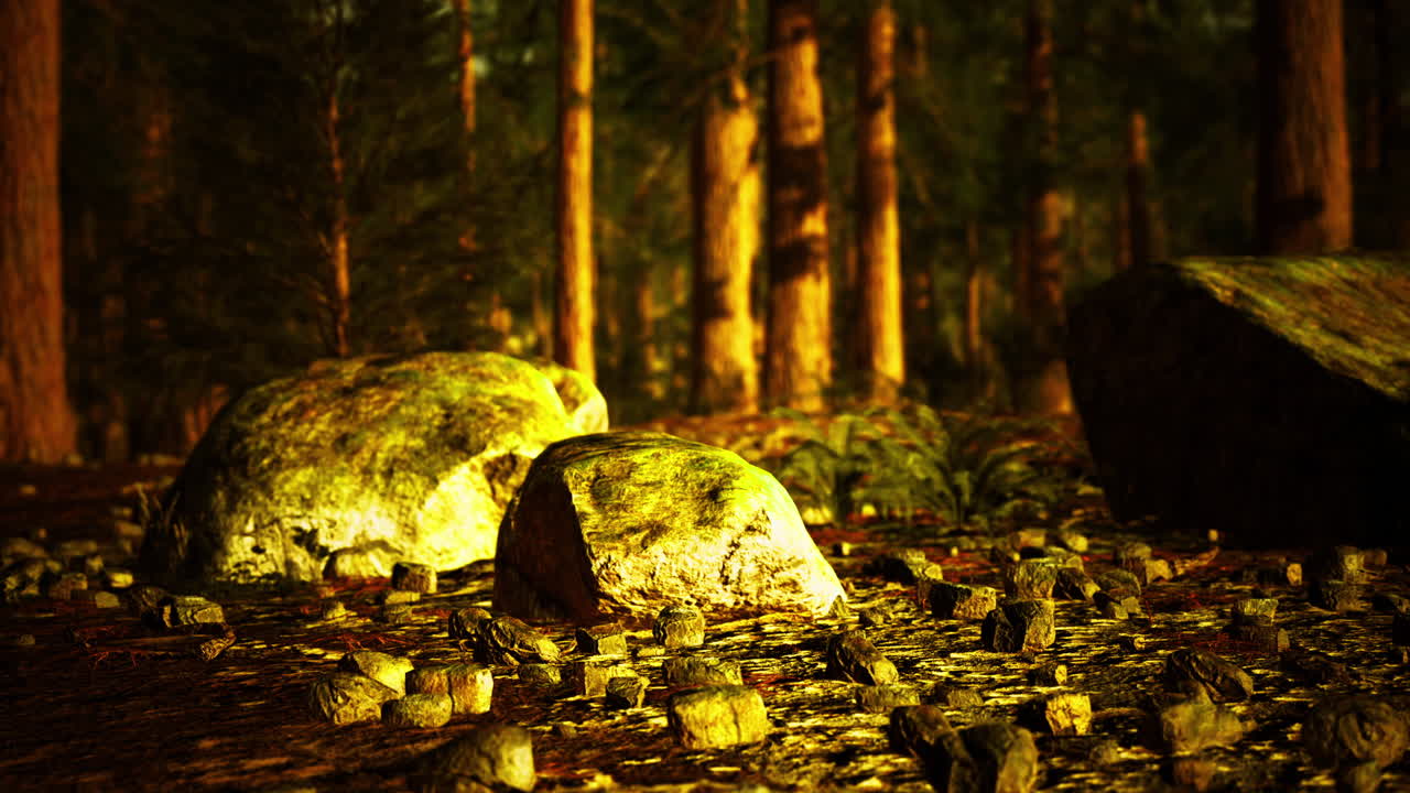 Forest ground covered with rocks and pebbles during golden hour light