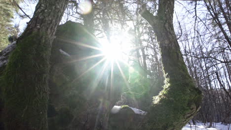 Footage of a beautiful, snowy, pine forest in the mountains during the winter-6