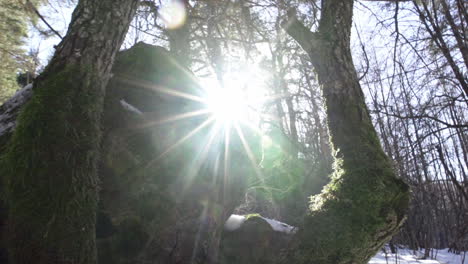 imágenes de un hermoso bosque de pinos nevados en las montañas durante el invierno-6