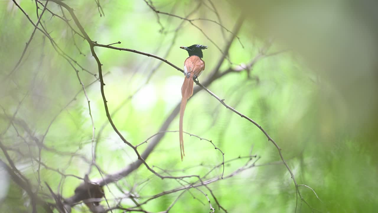 el pájaro indio del paraíso atrapa moscas, el pájaro macho en el bosque.