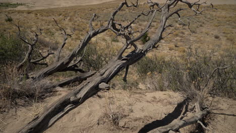 Schwenk-Hinauf-Zum-Great-Sand-Dunes-National-Park-Hinter-Totem-Wacholderbaum