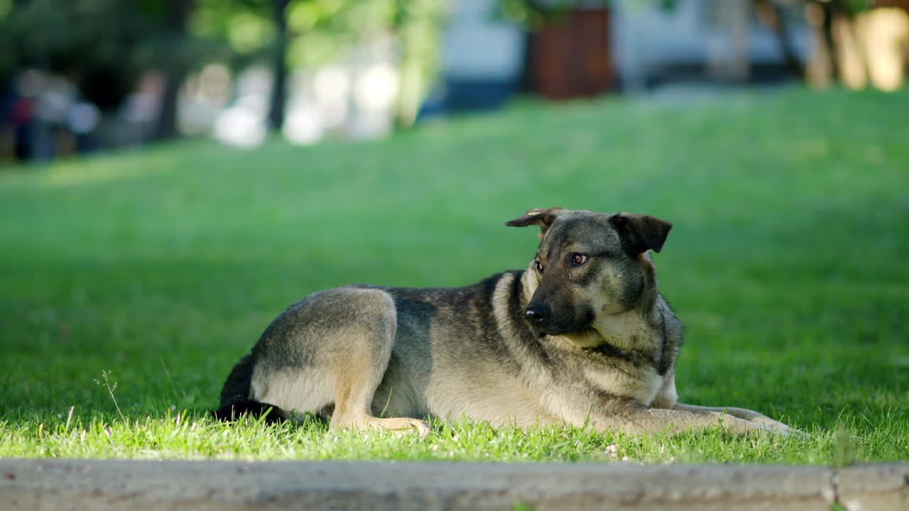 Stray dog stretching on the grass on a sunny day