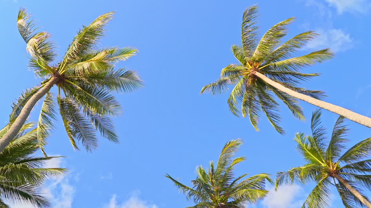 Low angle view of tropical palm trees on a blue clear sky during bright sunny day