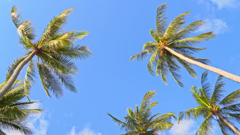 vista de ángulo bajo de palmeras tropicales en un cielo azul claro durante un día soleado
