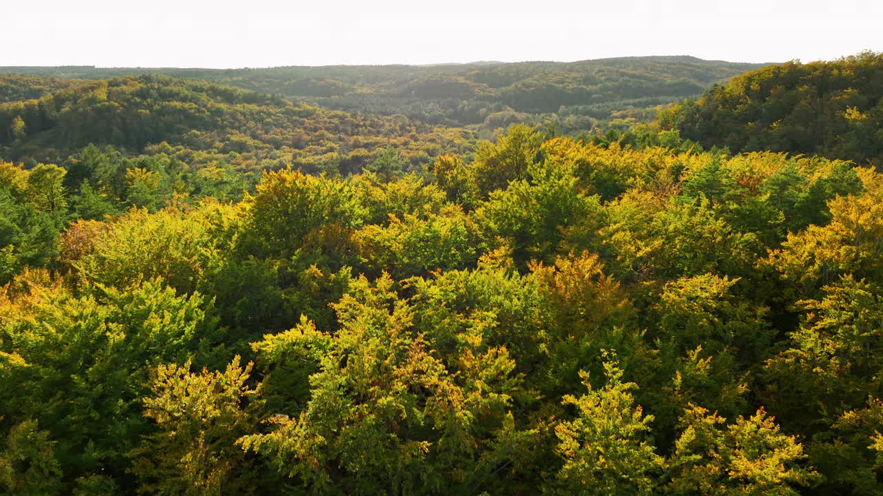 Aerial view of a dense autumn forest landscape near Gdynia, displaying a range of vibrant green and yellow foliage under soft sunlight