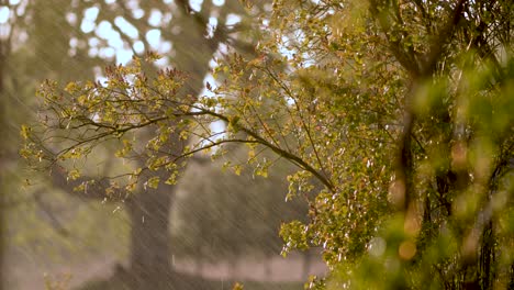 summer evening rain shower in sunset golden hour light with trees