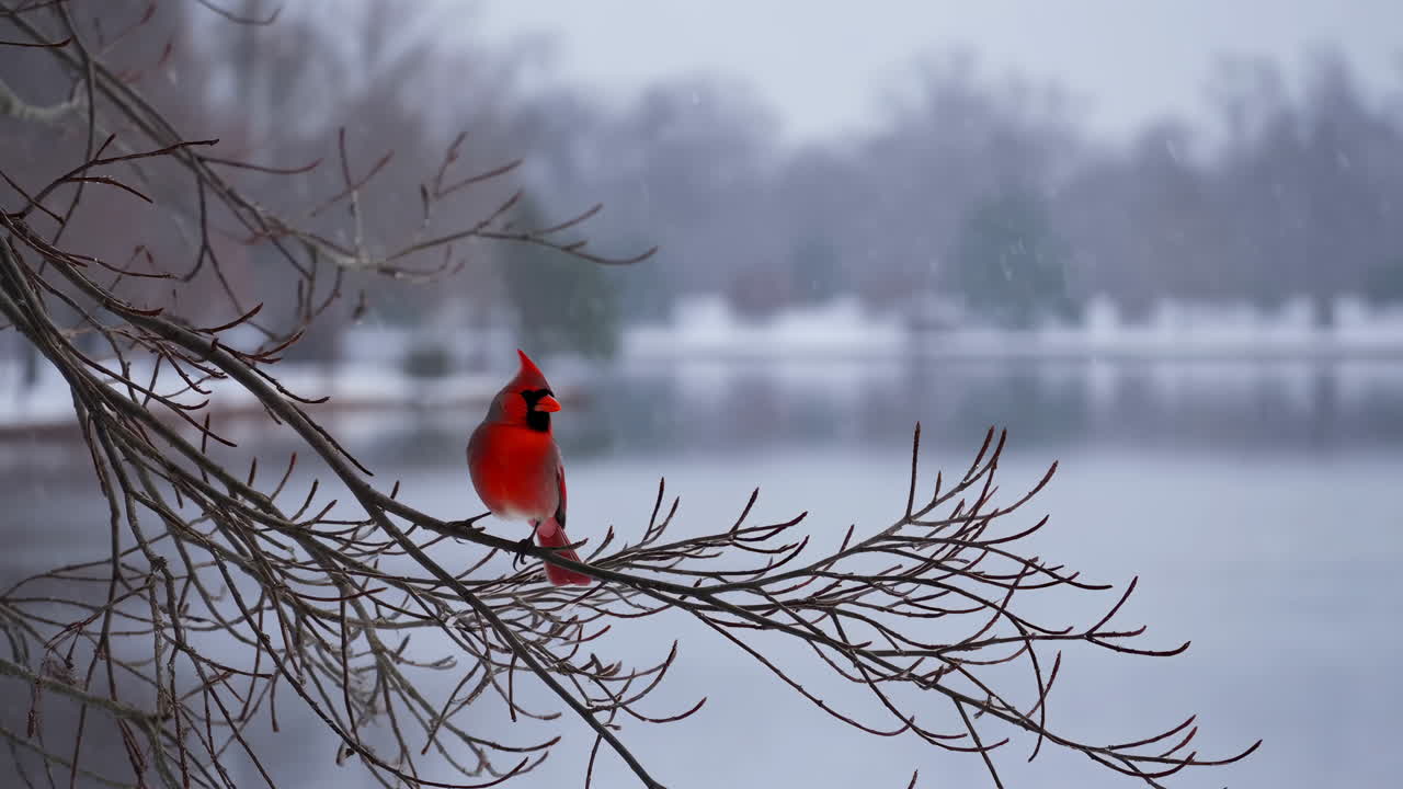 Red Cardinal Perched on a Bare Branch in Snowy Winter Landscape