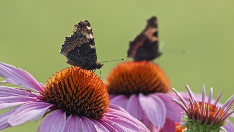 Zwei-Kleine-Schildpatt-Schmetterlinge,-Die-In-Orangensonnenhut-Bestäuben