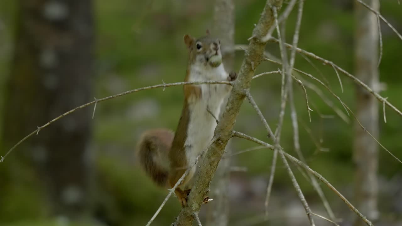 Charming small squirrel in the wild, detailed close-up with a soft background