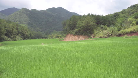 a gust of wind blew across the rice field to form a wheat wave