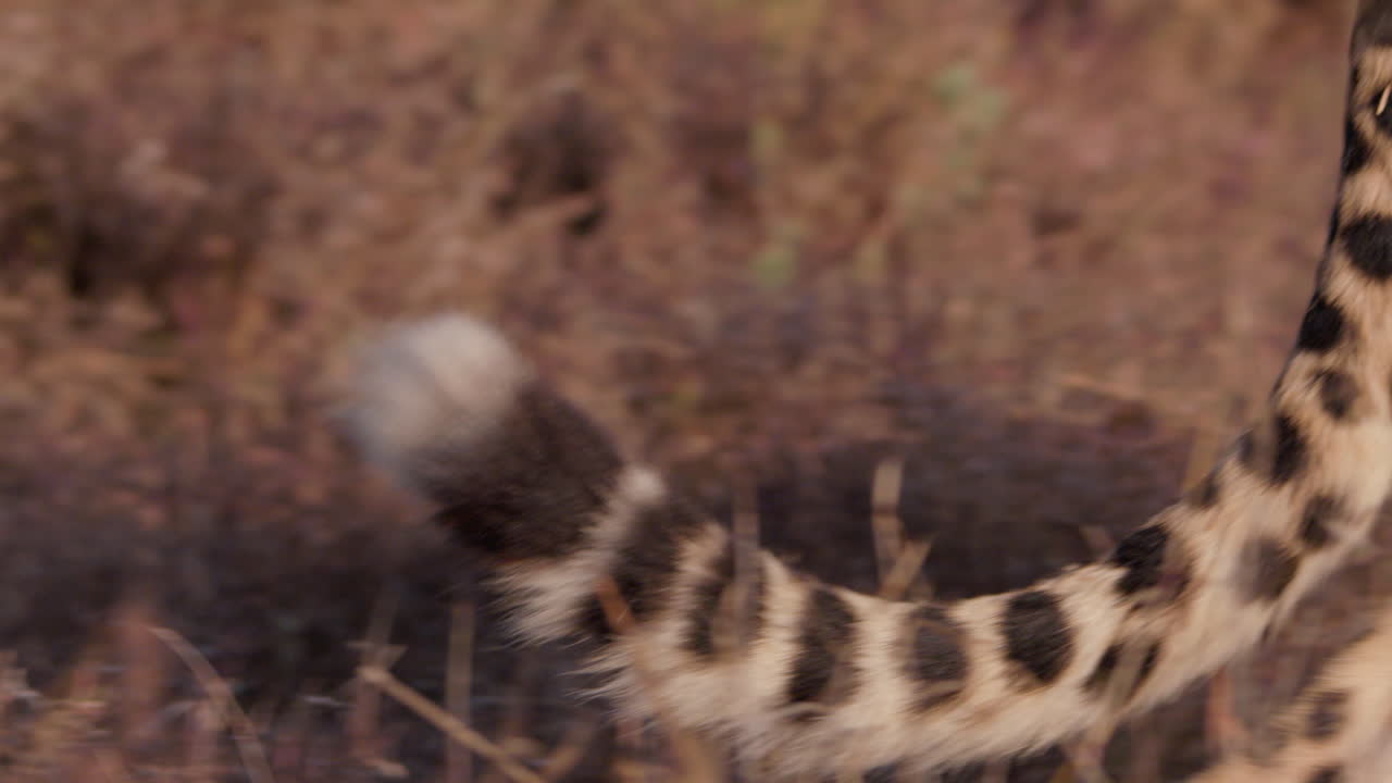 Close up follow shot of a cheetah's tail while it moves