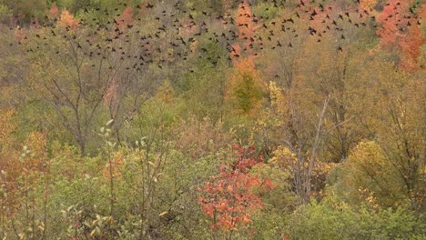 large group of sparrows in formation flight with colorful trees of autumn