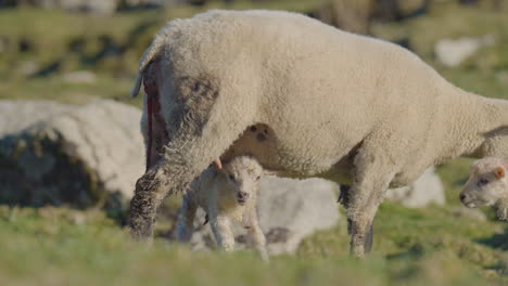 Madre-Oveja-Y-Su-Cordero-Recién-Nacido-De-Pie-Debajo-De-Ella-En-Un-Campo