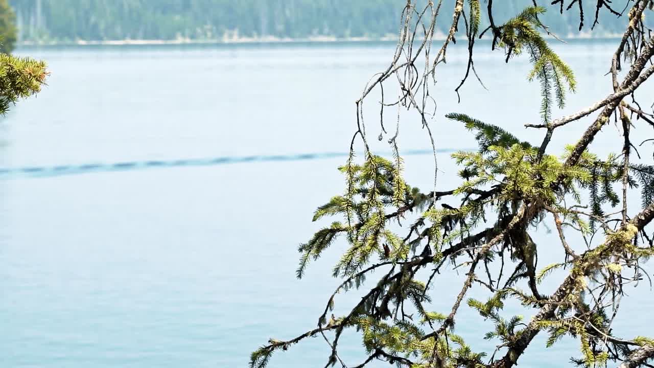 미국 와이오밍에 있는 그랜드 테톤스 국립공원 뒤에 있는 큰 제니 호수와 함께 소나무 가지를 벗고 날아다니는 작은 모나크 나비의 아름다운 슬로우 모션 샷
