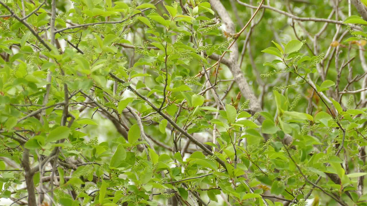 hermoso pájaro amarillo pequeño saltando de rama en rama - disparo constante