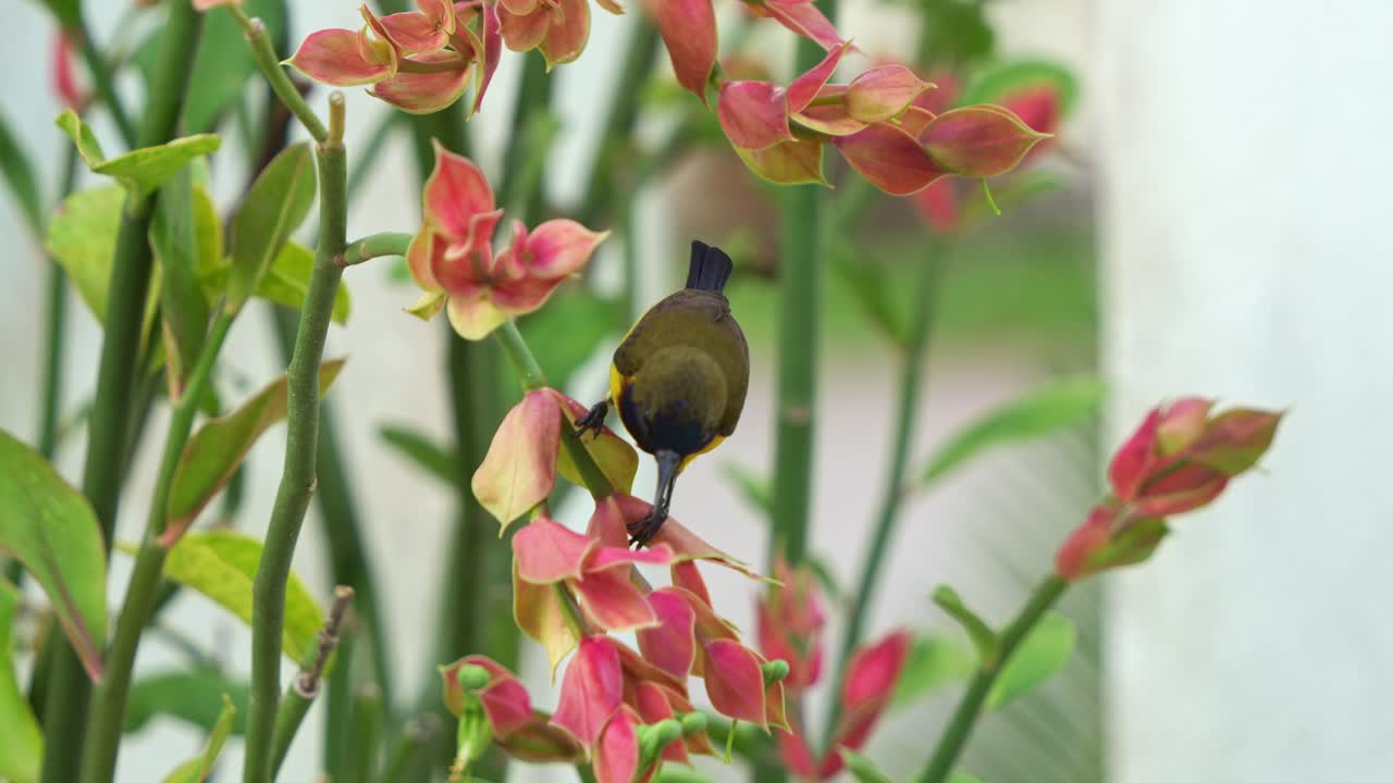 un macho de pájaro sol de espalda oliva con un plumaje iridescente vibrante, posado en el tallo, alimentándose del néctar de una planta de euphorbia, fotografía de cerca capturando la belleza de la flora y la fauna
