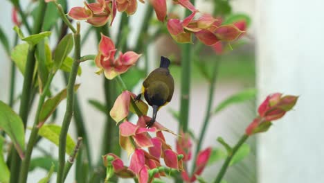 un macho de pájaro sol de espalda oliva con un plumaje iridescente vibrante, posado en el tallo, alimentándose del néctar de una planta de euphorbia, fotografía de cerca capturando la belleza de la flora y la fauna