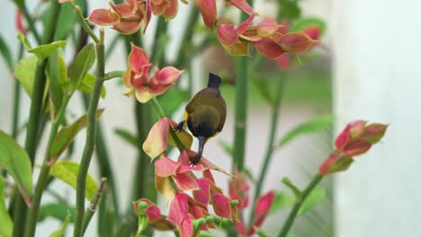 a male olive-backed sunbird with vibrant iridescent plumage, perched on the stem, feeding on the nectar of a euphorbia plant, close up shot capturing the beauty of flora and fauna