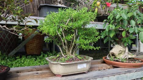 set of japanese bonsai tree