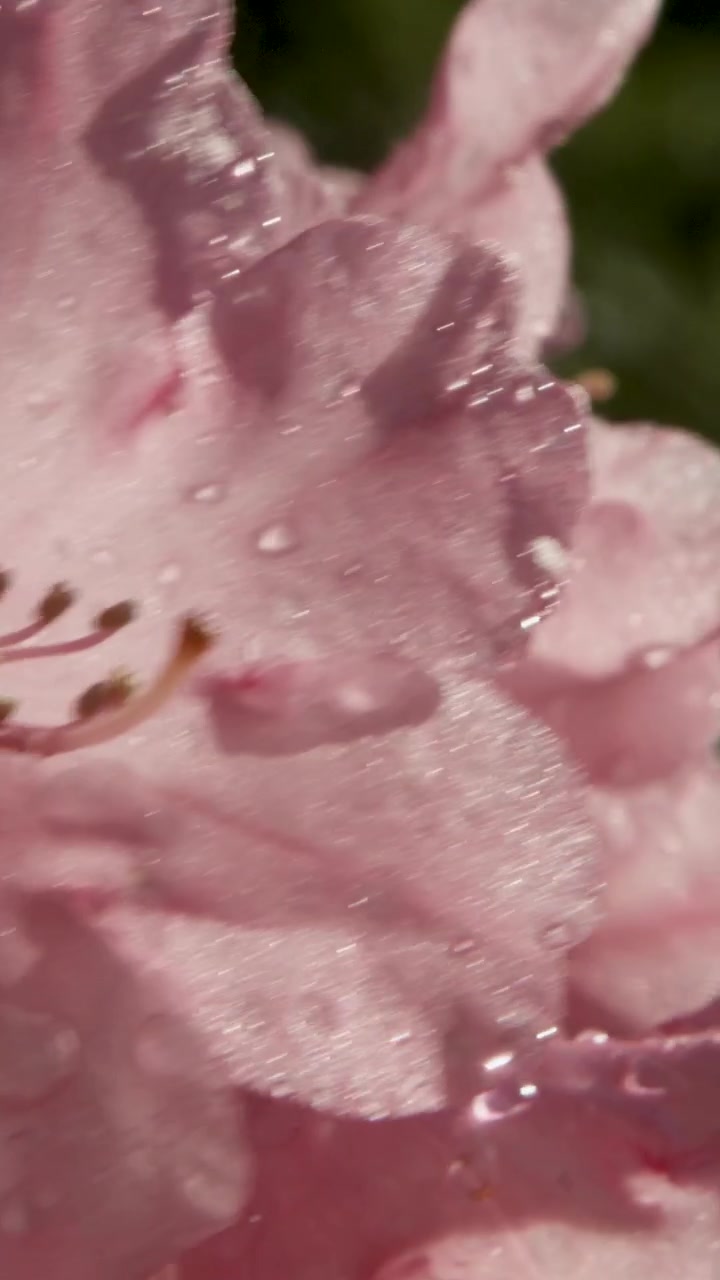 Primo piano di petali di fiori rosa coperti di rugiada che brillano alla luce del sole all'aperto.