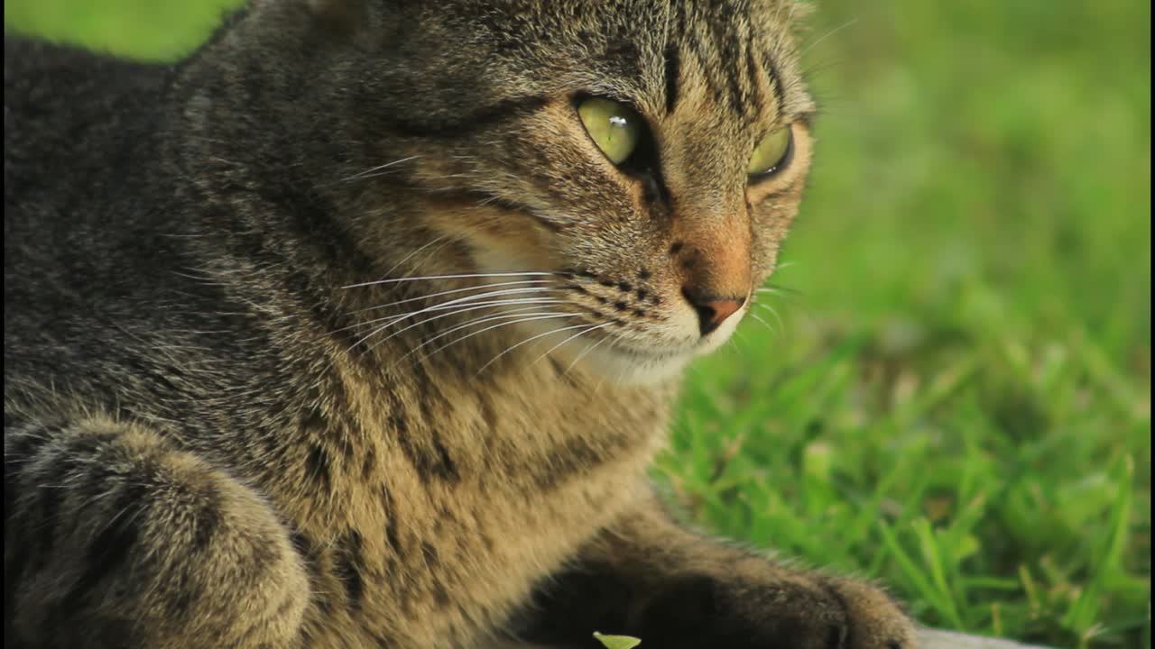 gato tabby en el césped
