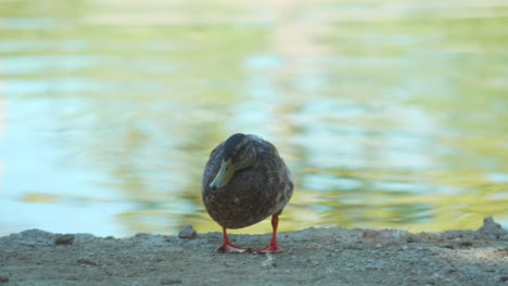 Braune-Ente-In-Der-Nähe-Des-Teichs,-Die-Vom-Stehen-Zum-Sitzen-Geht