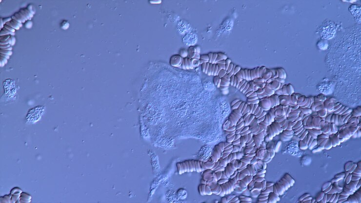 Microscopic View of Blood Cells and Aggregates