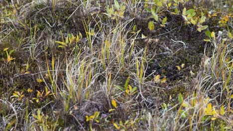 tundra landscape with wildlife signs