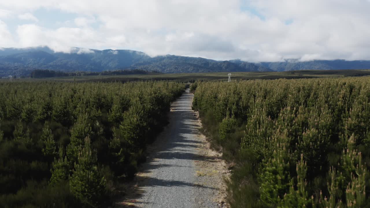 Dirt road between plots of pine trees for sustainable lumber industry, aerial