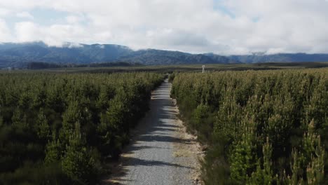 dirt road between plots of pine trees for sustainable lumber industry, aerial