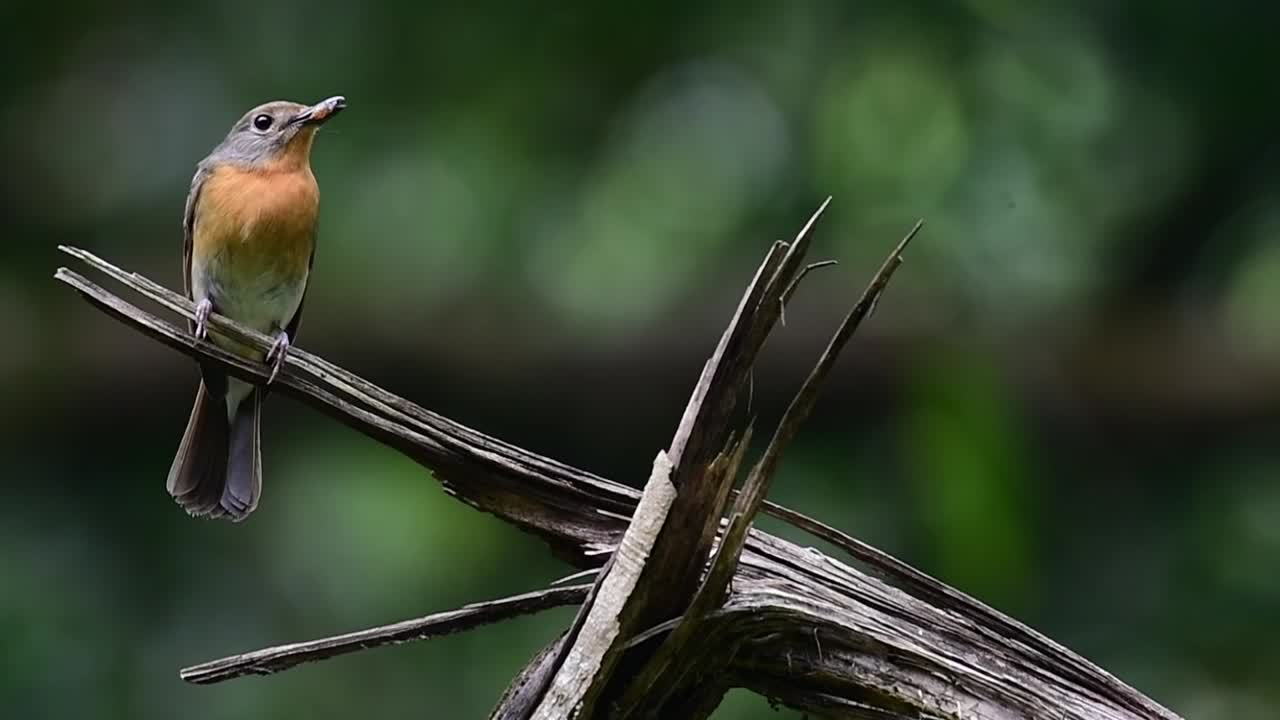 un individuo femenino visto mirando hacia la derecha con comida en la boca mientras la cámara hace zoom, cazamos moscas azul de la colina cyornis whitei, tailandia