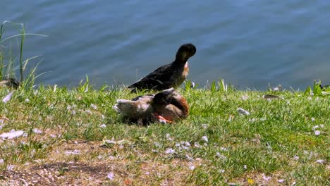 Enten,-Die-An-Der-Küste-In-Der-Nähe-Des-Sees-Sitzen-Und-Sich-Putzen