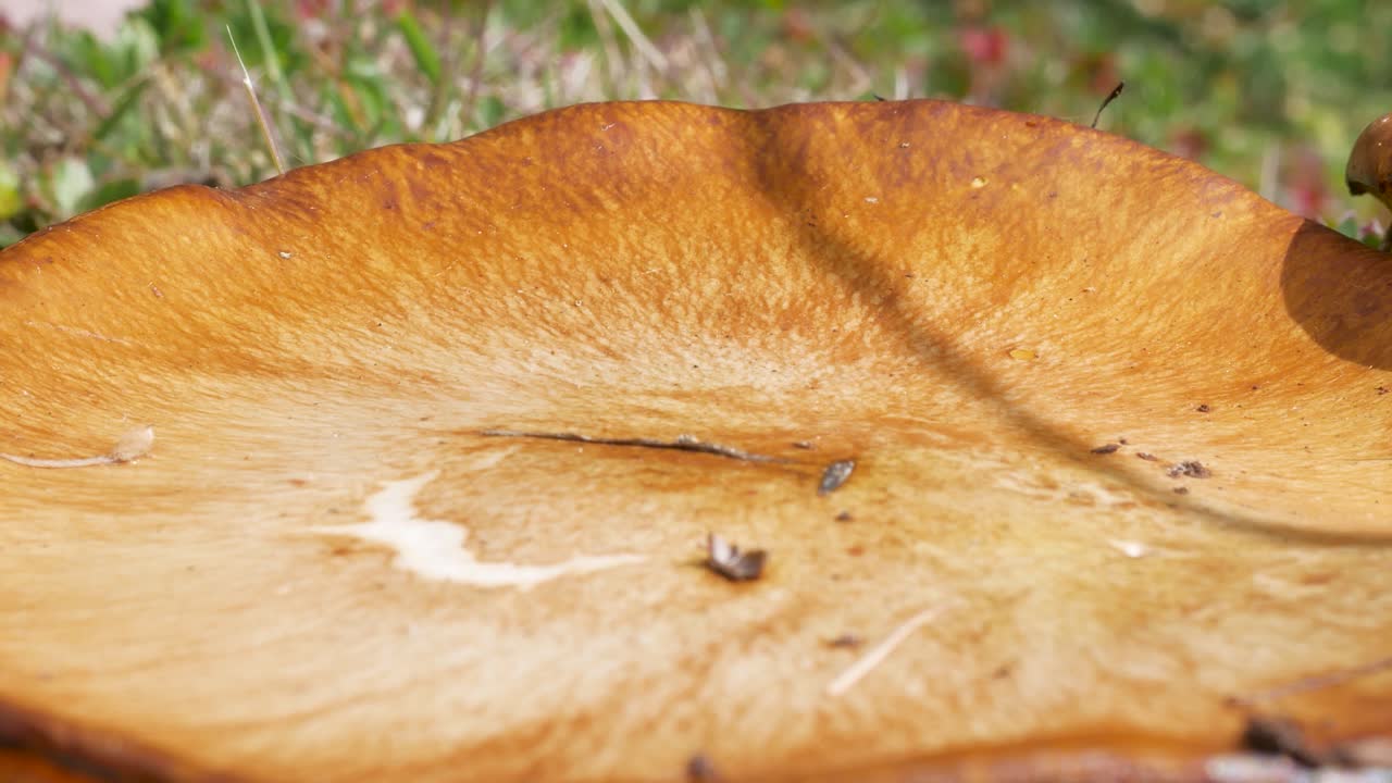 PPP yellow fungi on a sunny day in the andes in sudamerica this kind of fungis grow up only in highlands