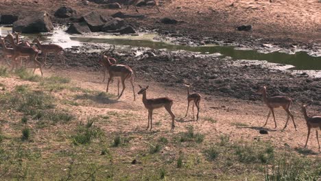 impala asustado por las condiciones de viento, corriendo juntos y moviéndose al unísono, parque nacional kruger, sudáfrica