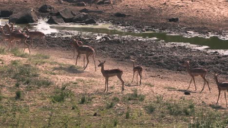 impala getting a fright because of the windy conditions, running together and moving in unison, kruger national park, south africa